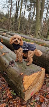 Zwergpudel Deckrüde Apricot