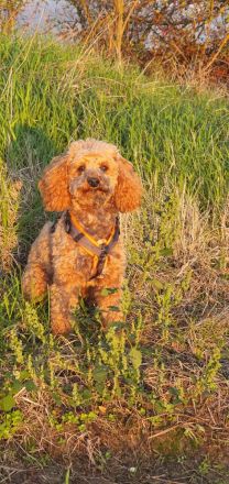 Zwergpudel Deckrüde Apricot