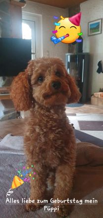 Zwergpudel Deckrüde Apricot