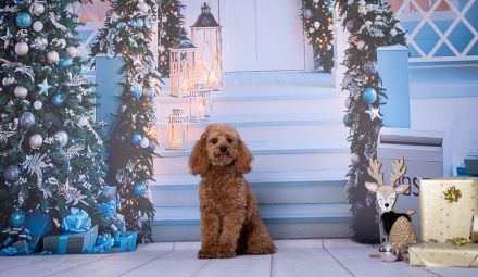 Zwergpudel Deckrüde Apricot