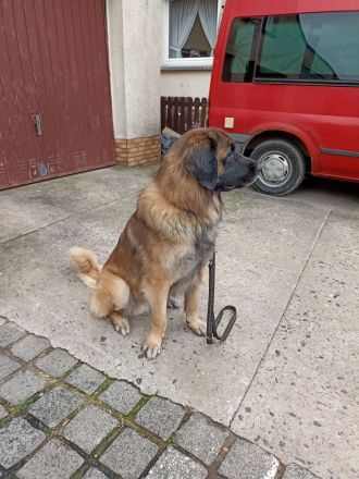 Leonberger Deckrüde (Kein Verkauf)