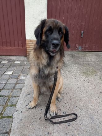 Leonberger Deckrüde (Kein Verkauf)