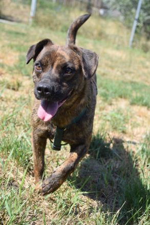 Lulu, unsichere Hündin entscheidet bei Artgenossen nach Symphatie, 40 cm, 3 Jahre alt, kastriert