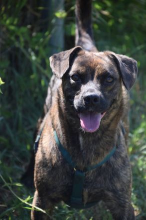 Lulu, unsichere Hündin entscheidet bei Artgenossen nach Symphatie, 40 cm, 3 Jahre alt, kastriert