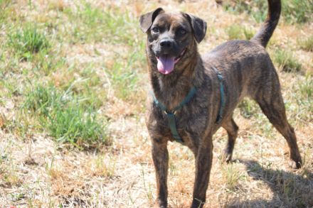 Lulu, unsichere Hündin entscheidet bei Artgenossen nach Symphatie, 40 cm, 3 Jahre alt, kastriert