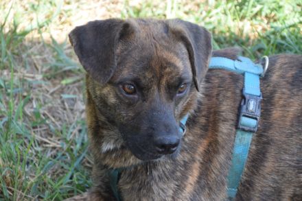 Lulu, unsichere Hündin entscheidet bei Artgenossen nach Symphatie, 40 cm, 3 Jahre alt, kastriert