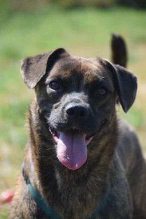 Lulu, unsichere Hündin entscheidet bei Artgenossen nach Symphatie, 40 cm, 3 Jahre alt, kastriert