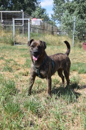 Lulu, unsichere Hündin entscheidet bei Artgenossen nach Symphatie, 40 cm, 3 Jahre alt, kastriert