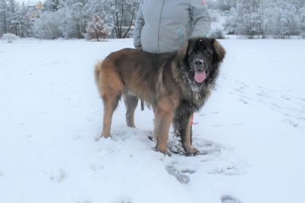 Leonberger Deckrüde (kein Verkauf)