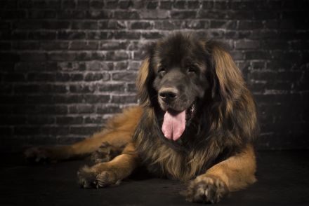Leonberger Deckrüde (kein Verkauf)