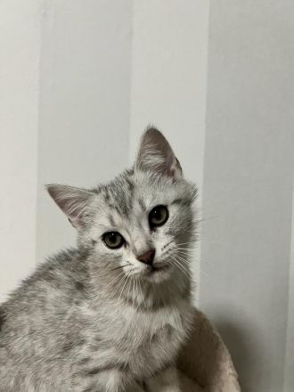 Bengal, BKH Mix Kitten