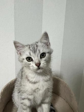 Bengal, BKH Mix Kitten