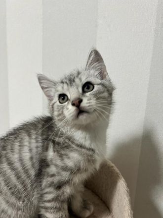 Bengal, BKH Mix Kitten