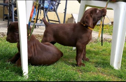 Weimaraner x Labradorwelpen ( Labmaraner)