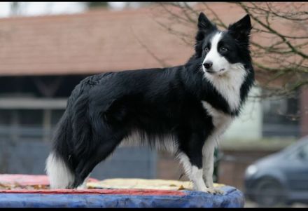 Bieten unseren reinrassigen Charmanten Chap zu Decken an (kein verkauf)
