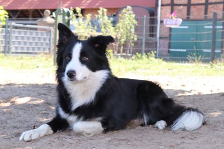 Bieten unseren reinrassigen Charmanten Chap zu Decken an (kein verkauf)