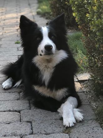 Bieten unseren reinrassigen Charmanten Chap zu Decken an (kein verkauf)