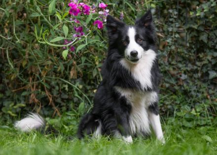 Bieten unseren reinrassigen Charmanten Chap zu Decken an (kein verkauf)