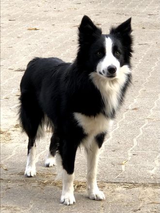Bieten unseren reinrassigen Charmanten Chap zu Decken an (kein verkauf)
