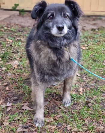 Aran sucht erfahrenes, geduldiges Zuhause