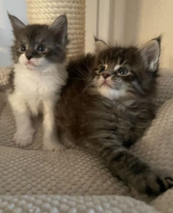 Wunderschöne Maine Coon Kitten aus alter Linie