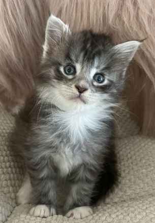 Wunderschöne Maine Coon Kitten aus alter Linie