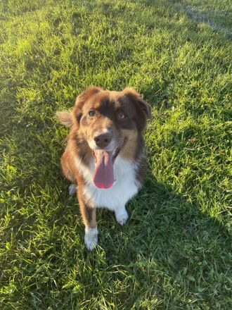 Webo - Deckrüde - kein Verkauf