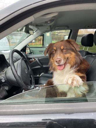 Webo - Deckrüde - kein Verkauf