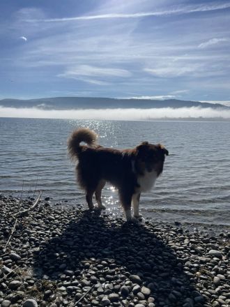 Webo - Deckrüde - kein Verkauf