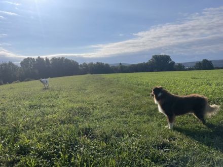 Webo - Deckrüde - kein Verkauf