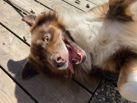 Webo - Deckrüde - kein Verkauf