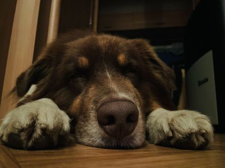 Webo - Deckrüde - kein Verkauf