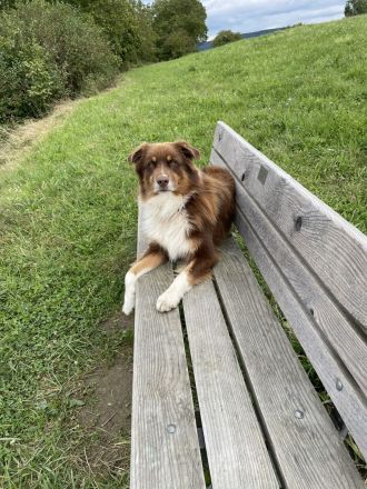 Webo - Deckrüde - kein Verkauf