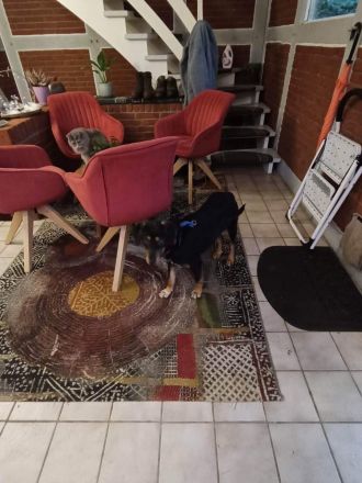 Hündin Melody sucht ihr Zuhause