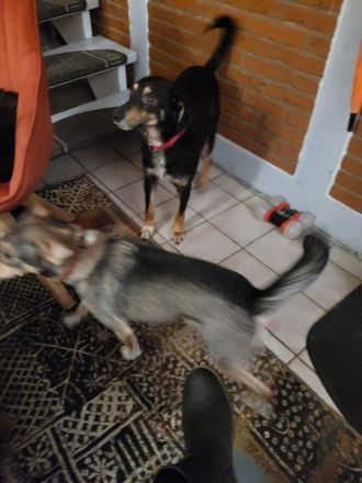 Hündin Melody sucht ihr Zuhause