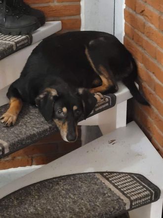 Hündin Melody sucht ihr Zuhause