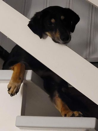 Hündin Melody sucht ihr Zuhause