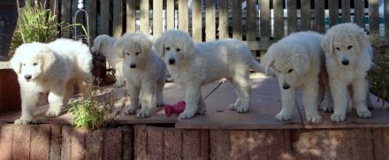 Kuvasz; ungarische Hirtenhunde;VDH/FCI - Züchter; Wurfplanung Frühling 2023!