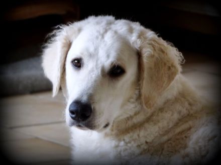 Kuvasz; ungarische Hirtenhunde;VDH/FCI - Züchter; Wurfplanung Frühling 2023!