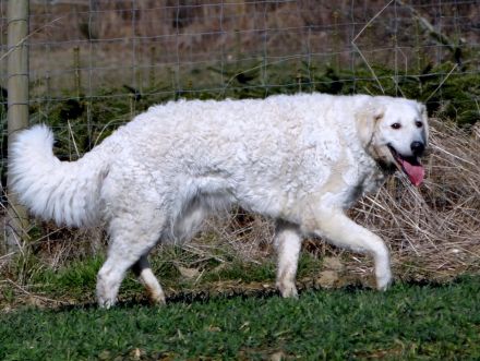 Kuvasz; ungarische Hirtenhunde;VDH/FCI - Züchter; Wurfplanung Frühling 2023!