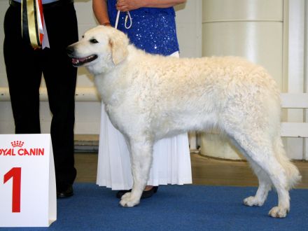 Kuvasz; ungarische Hirtenhunde;VDH/FCI - Züchter; Wurfplanung Frühling 2023!