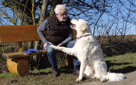 Kuvasz; ungarische Hirtenhunde;VDH/FCI - Züchter; Wurfplanung Frühling 2023!