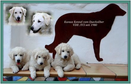 Kuvasz; ungarische Hirtenhunde;VDH/FCI - Züchter; Wurfplanung Frühling 2023!