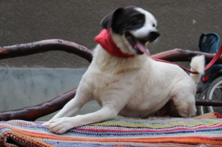 liebe,kastrierte Gina, geb.22.03.2018, ca.50 cm, lebt im Außenzwinger in Rumänien im Tierheim. Wir s