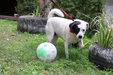 liebe,kastrierte Gina, geb.22.03.2018, ca.50 cm, lebt im Außenzwinger in Rumänien im Tierheim. Wir s