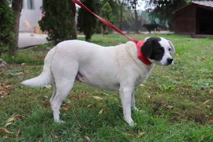liebe,kastrierte Gina, geb.22.03.2018, ca.50 cm, lebt im Außenzwinger in Rumänien im Tierheim. Wir s