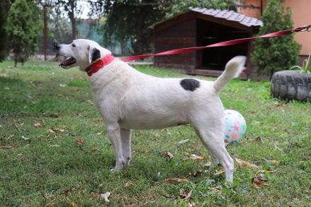 liebe,kastrierte Gina, geb.22.03.2018, ca.50 cm, lebt im Außenzwinger in Rumänien im Tierheim. Wir s