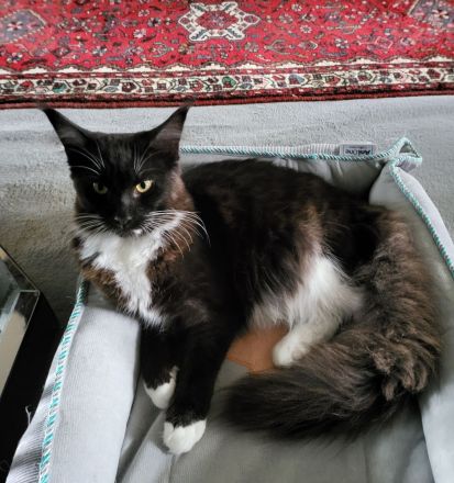 Reinrassige Maine Coon Kitten mit Staumbaum