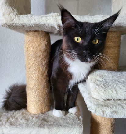 Reinrassige Maine Coon Kitten mit Staumbaum