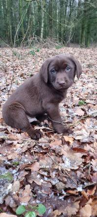 Schoko Labrador Rüde, darf ab sofort in eine Liebevolle Familie ziehen